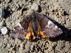 Orange Underwing (Archiearis parthenias)