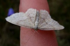 Blåbærurtemåler (Scopula ternata)