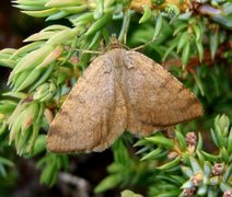 Rannoch Looper (Macaria brunneata)