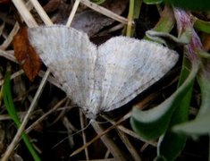 Englundmåler (Perizoma albulata)