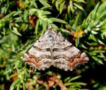 Manchester Treble-bar (Carsia sororiata)