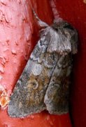Northern Dart (Xestia alpicola)