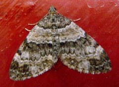 Barred Carpet (Martania taeniata)