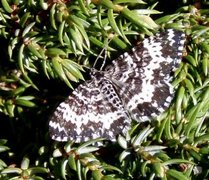Argent & Sable (Rheumaptera hastata)