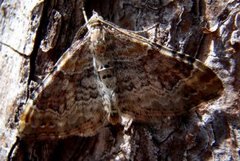 Red Twin-spot Carpet (Xanthorhoe spadicearia)