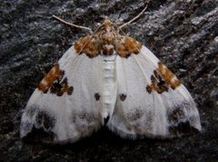 Blue-bordered Carpet (Plemyria rubiginata)