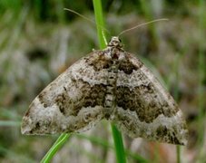 Water Carpet (Lampropteryx suffumata)