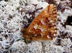 Fjellperlemorvinge (Boloria napaea)