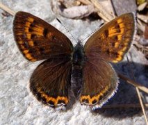 Violet Copper (Lycaena helle)