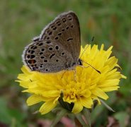 Cranberry Blue (Plebejus optilete)