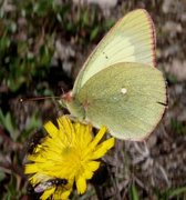 Moorland Clouded Yellow (Colias palaeno)