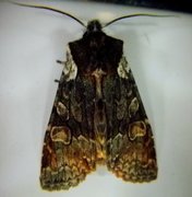 Softly's Shoulder-knot (Lithophane consocia)