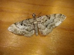 Cloaked Pug (Eupithecia abietaria)