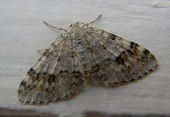Welsh Wave (Venusia cambrica)