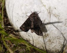 Røddusket engfly (Apamea rubrirena)