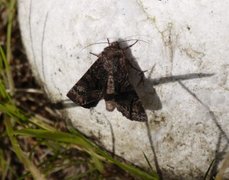 Røddusket engfly (Apamea rubrirena)