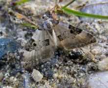 Pretty Pinion (Perizoma blandiata)
