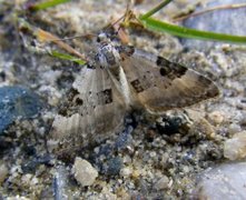 Flekklundmåler (Perizoma blandiata)