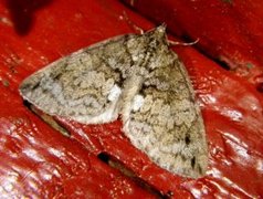 May Highflyer (Hydriomena impluviata)