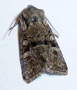 Minor Shoulder-knot (Brachylomia viminalis)