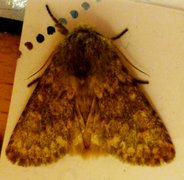 Brindled Ochre (Dasypolia templi)