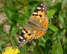 Tistelsommerfugl (Vanessa cardui)