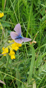 Mazarine Blue (Cyaniris semiargus)