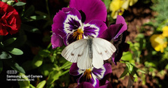 Stor kålsommerfugl (Pieris brassicae)