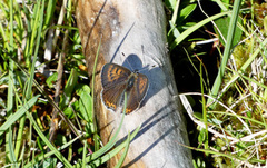 Violet Copper (Lycaena helle)