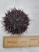 Sea urchins (Echinoidea)