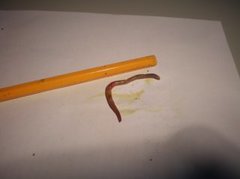 Green Worm (Allolobophora chlorotica)