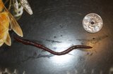 Skogmeitemark (Lumbricus rubellus)