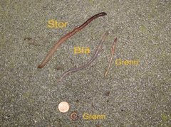 Green Worm (Allolobophora chlorotica)