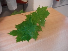 Norway  Maple (Acer platanoides)