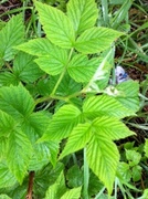 Bringebær (Rubus idaeus)