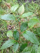 Bulkemispel (Cotoneaster bullatus)