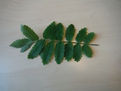 Rogn (Sorbus aucuparia)