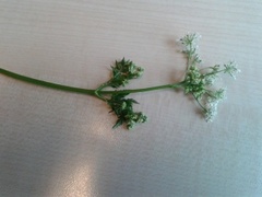 Hundekjeks (Anthriscus sylvestris)