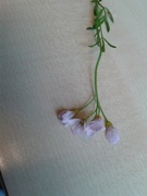 Cuckooflower (Cardamine pratensis)