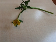 Meadow Buttercup (Ranunculus acris)