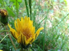 Løvetannslekta (Taraxacum)