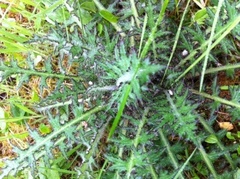 Hvitbladtistel (Cirsium heterophyllum)