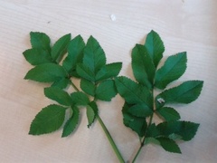 Sløke (Angelica sylvestris)