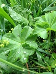 Marikåpe (Alchemilla sp.)