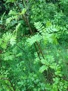 Rogn (Sorbus aucuparia)