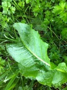 Krushøymol (Rumex crispus)