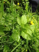 Kratthumleblom (Geum urbanum)