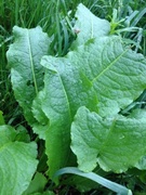 Byhøymol (Rumex obtusifolius)