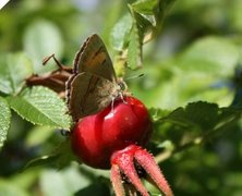 Brown Hairstreak (Thecla betulae)
