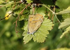Brown Hairstreak (Thecla betulae)
